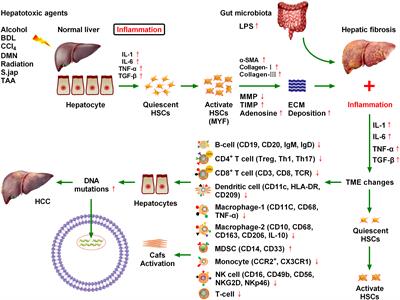 Frontiers | New insights into fibrotic signaling in hepatocellular 